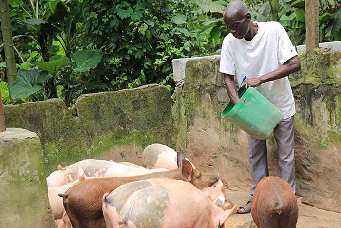 Papa KANGA KOKORE, Eleveur de porcs